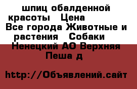 шпиц обалденной красоты › Цена ­ 22 000 - Все города Животные и растения » Собаки   . Ненецкий АО,Верхняя Пеша д.